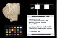 Foto (Objekt + Etiketten) von Goniodromites bidentatus (Reuss, 1858) 